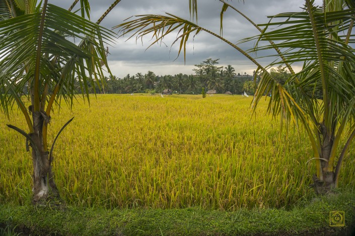 bali ubud