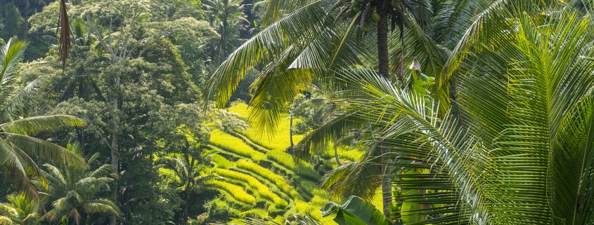 bali