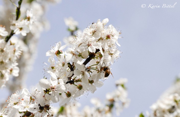 fruehling ©kb