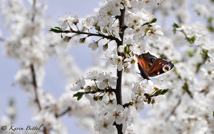 fruehling ©kb
