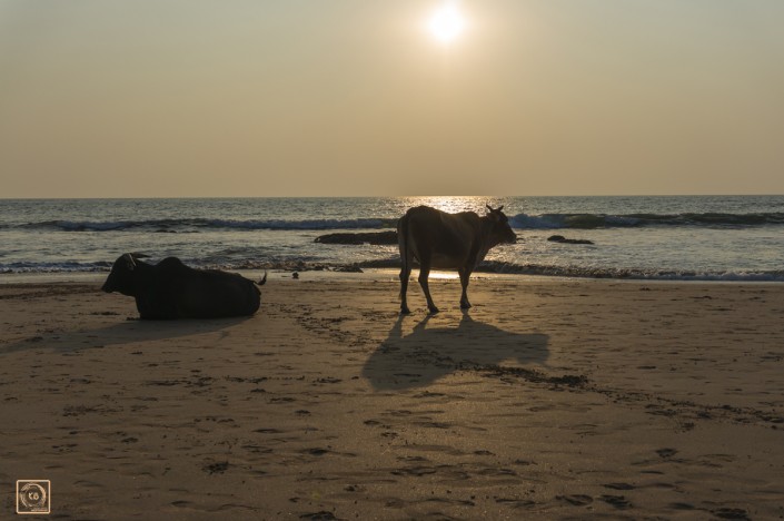 goa ©kb