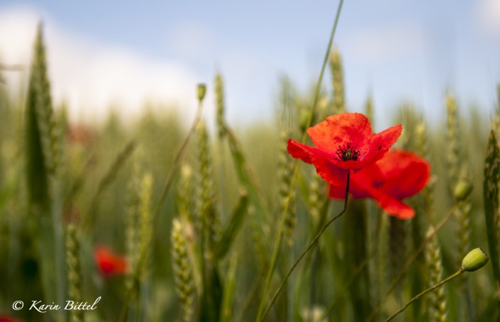 mohn ©kb