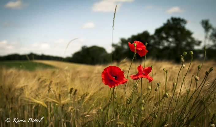 mohn ©kb