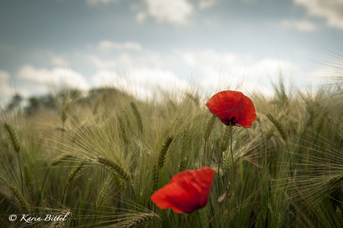 mohn ©kb